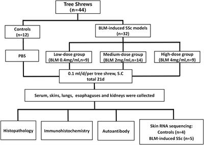 Tree shrews as a new animal model for systemic sclerosis research